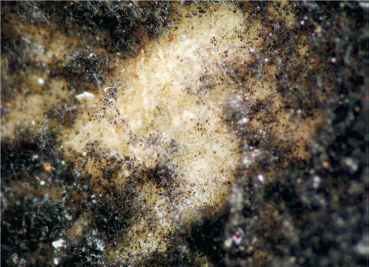 Allt blir inte svart som möglar