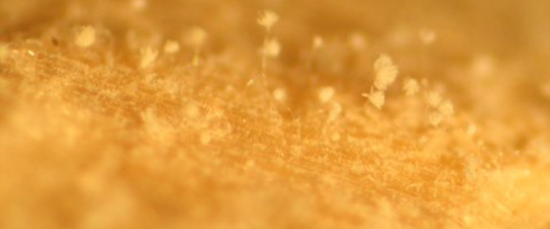 kraftig-mogel-pa-vaxt