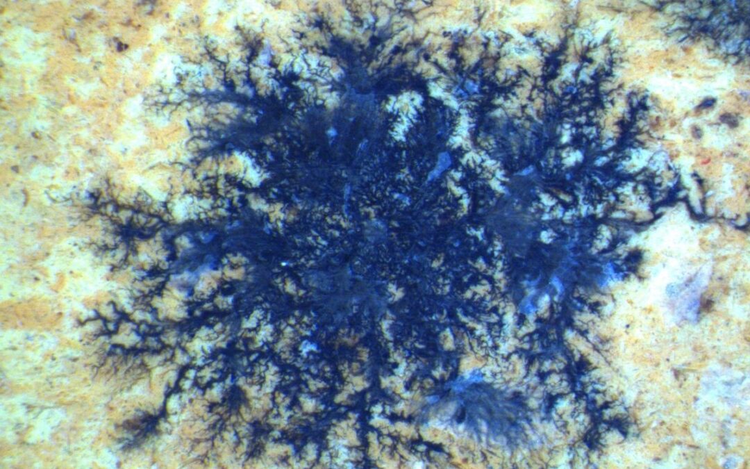 Mykologi: Om miljömål och mögelsanering